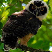 Spectacled Owl