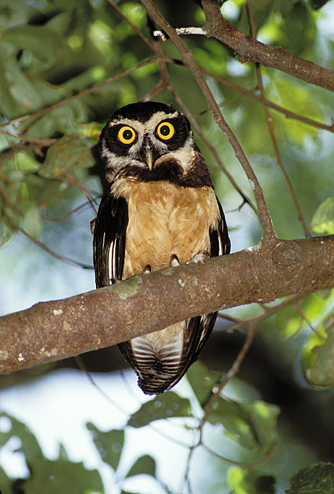 Spectacled Owl at roost high in a tree by Rick & Nora Bowers