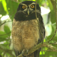 Spectacled Owl