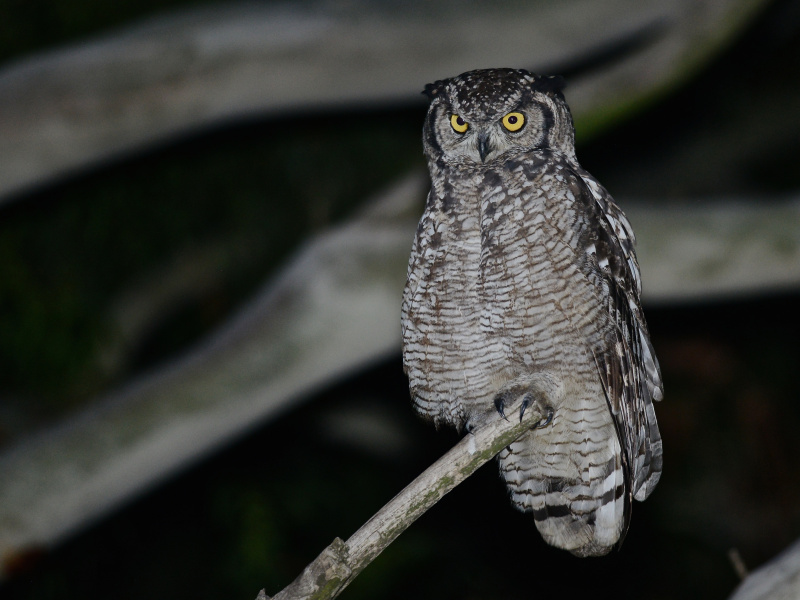 Spotted Eagle Owl perched on the tip of a branch at night by Alan Van Norman