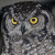 Spotted Eagle Owl