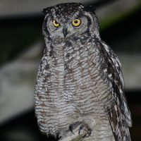 Spotted Eagle Owl