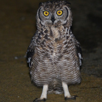 Spotted Eagle Owl