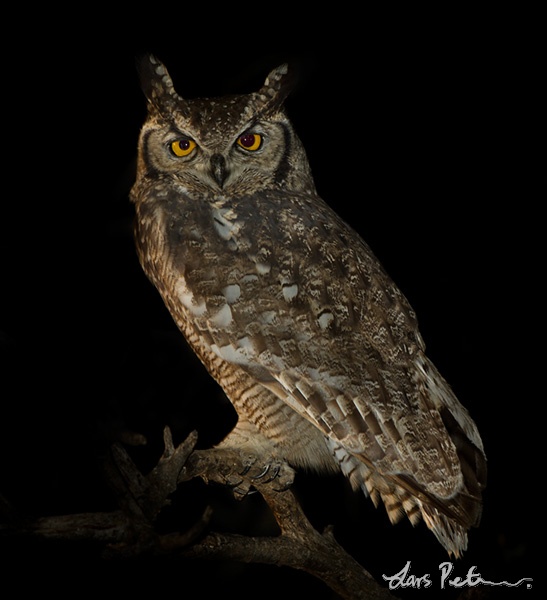 Side view of a Spotted Eagle Owl looking towards us at night by Lars Petersson