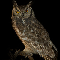 Spotted Eagle Owl