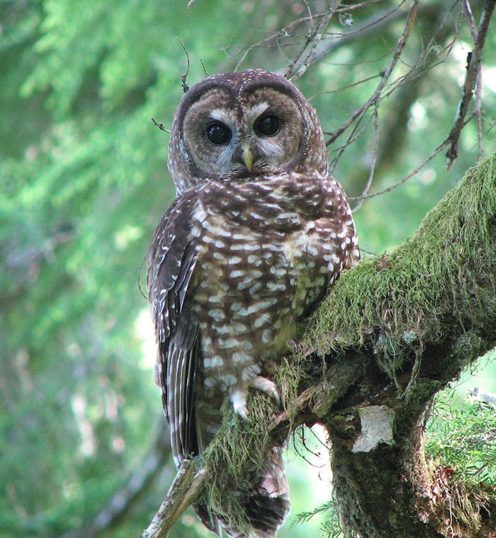 Spotted Owl perched on a lichen covered branch by Chris Warren