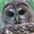 Spotted Owl