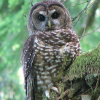 Spotted Owl