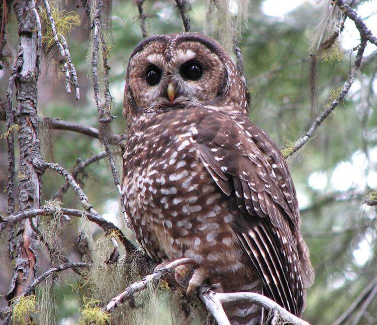 Spotted Owl perched on a branch in the forest by Chris Warren