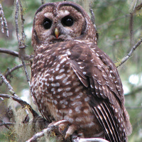 Spotted Owl