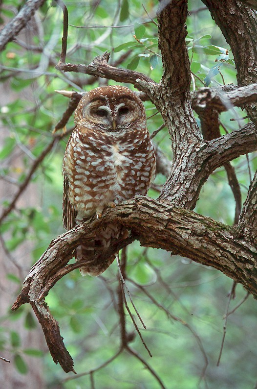 Spotted Owl perched on a broken branch at daytime by Jared Hobbs