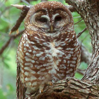 Spotted Owl