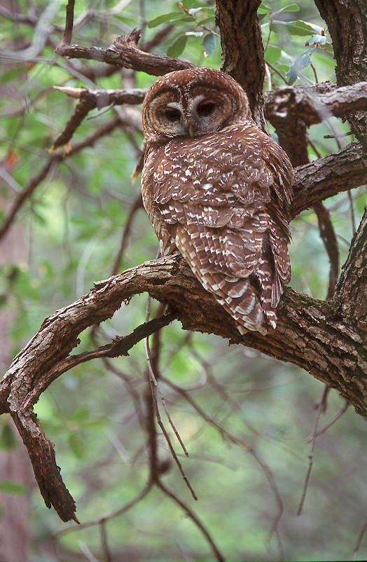 Rear view of a Spotted Owl looking back at us by Jared Hobbs