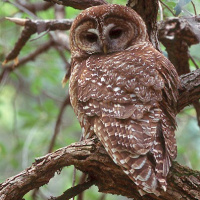 Spotted Owl