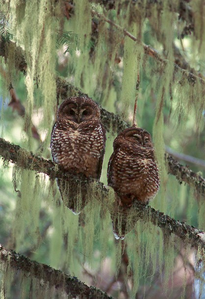 Two Spotted Owls roosting on a lichen covered branch by Jared Hobbs