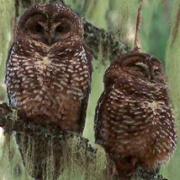 Spotted Owl