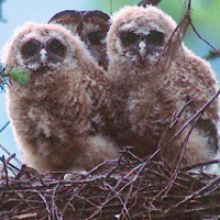 Spotted Owl