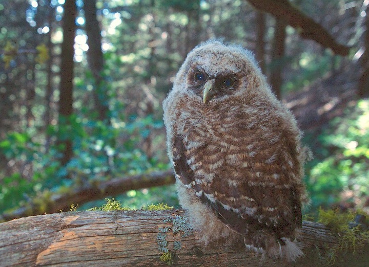 Young Spotted Owl perched on a log looking back at us by Jared Hobbs