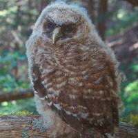 Spotted Owl