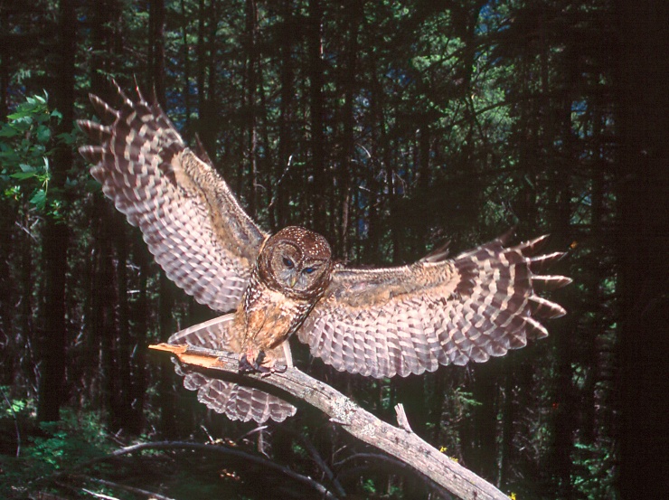 Spotted Owl landing on a broken branch with wings spread by Jared Hobbs