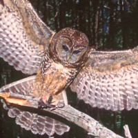 Spotted Owl