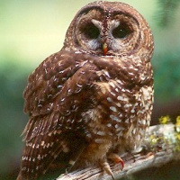 Spotted Owl