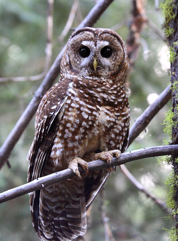 Close view of a Spotted Owl perched on a small branch by Kameron Perensovich