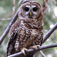 Spotted Owl