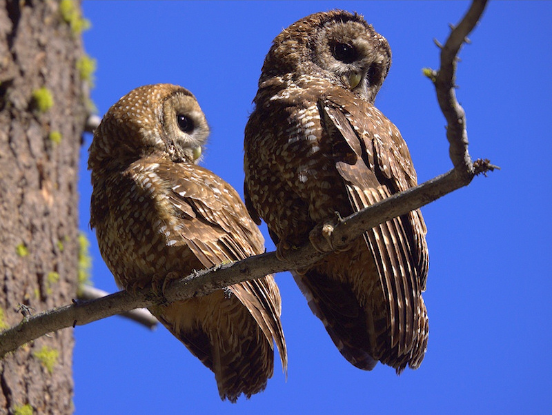 Two Spotted Owls on a branch looking away from us by Kameron Perensovich
