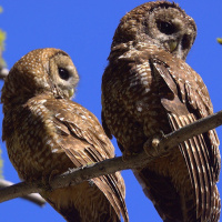 Spotted Owl