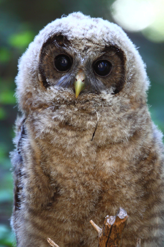 Close view of a young Spotted Owl by Kameron Perensovich