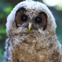 Spotted Owl