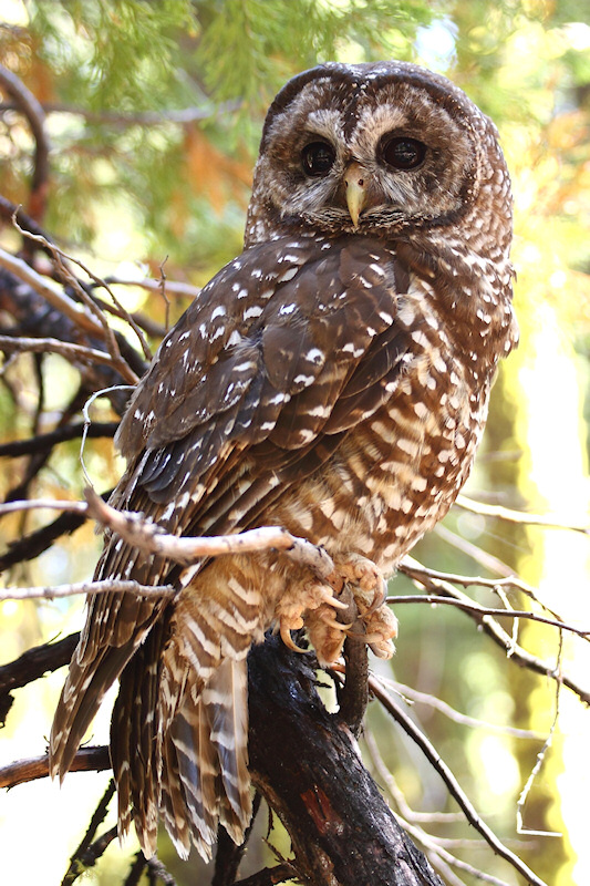 Side view of a Spotted Owl on a small branch by Kameron Perensovich
