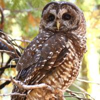 Spotted Owl