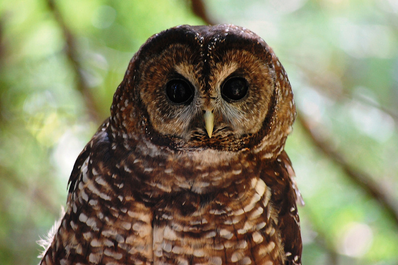 Close view of the face and chest of a Spotted Owl by Kristian Skybak