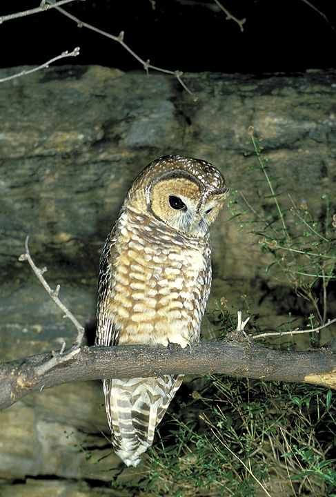 Spotted Owl looks down from a fallen tree branch at night by Rick & Nora Bowers