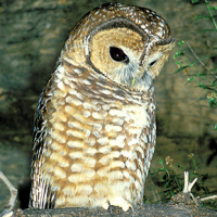 Spotted Owl