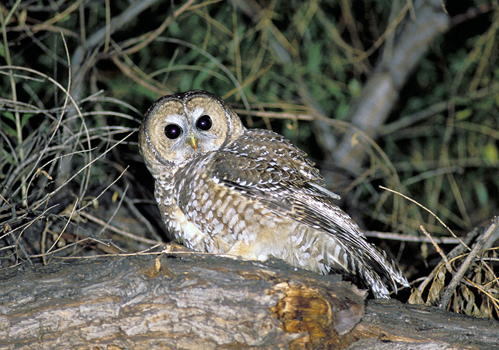 Side view of a Spotted Owl looking at us by Rick & Nora Bowers