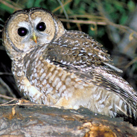 Spotted Owl