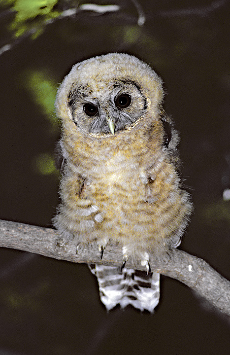 Close view of a young Spotted Owl perched on a branch at night by Rick & Nora Bowers