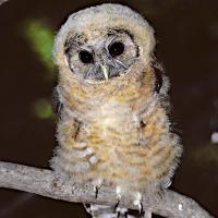 Spotted Owl