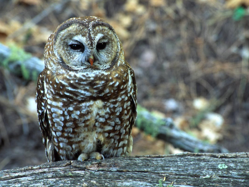 Close view of a Spotted Owl perched on a fallen tree by Toria Blank