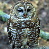 Spotted Owl