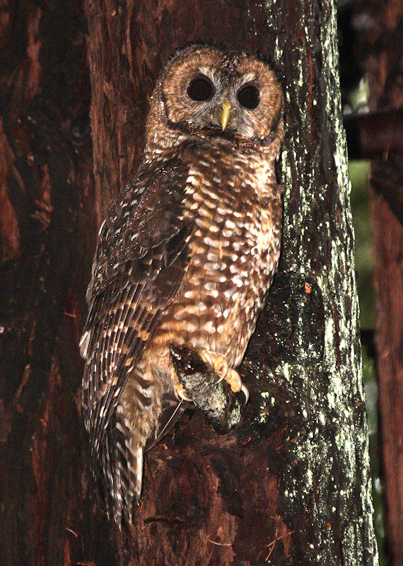 Spotted Owl perched on a small branch close to a tree trunk by Wayne Laubscher