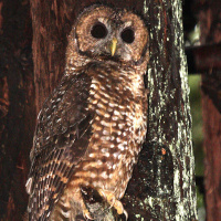 Spotted Owl