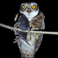 Spotted Owlet