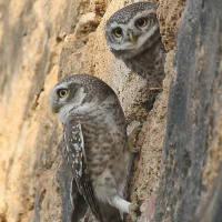 Spotted Owlet