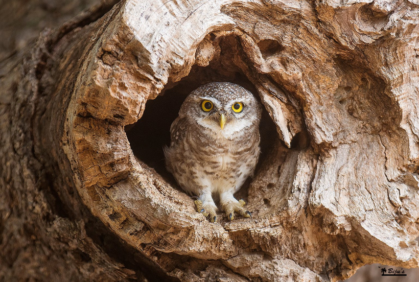 Spotted Owlet stands at the entrance to its nest hole by Biju PB