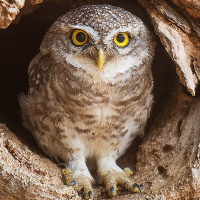 Spotted Owlet