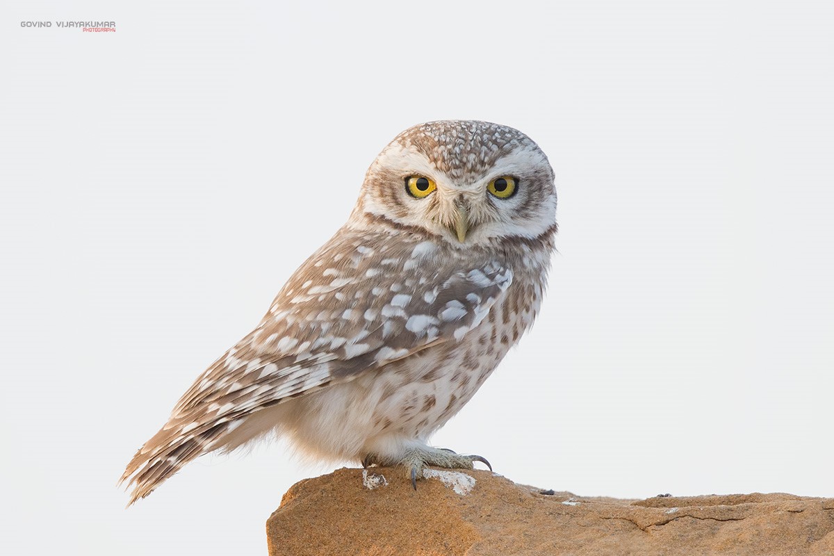 Side view of a Spotted Owlet perched on a rock looking at us by Govind Vijayakumar